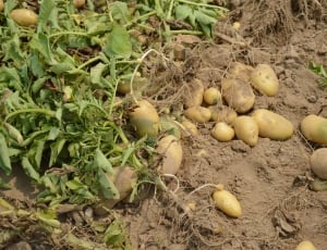 Harvest, Garden, Crop, Farm, Potato, food and drink, vegetable thumbnail