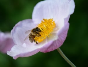 pink flower with bee thumbnail