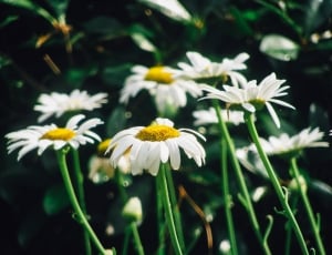 daisy flowers thumbnail