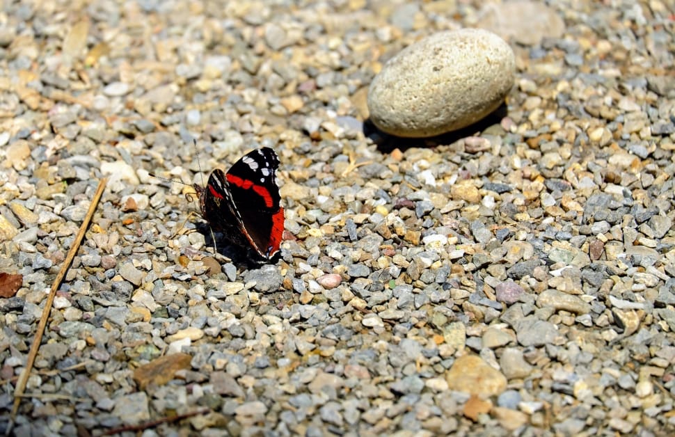 Butterfly, Insect, Stones, Nature, animal themes, animals in the wild preview