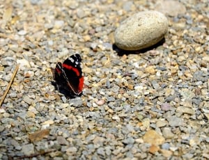 Butterfly, Insect, Stones, Nature, animal themes, animals in the wild thumbnail