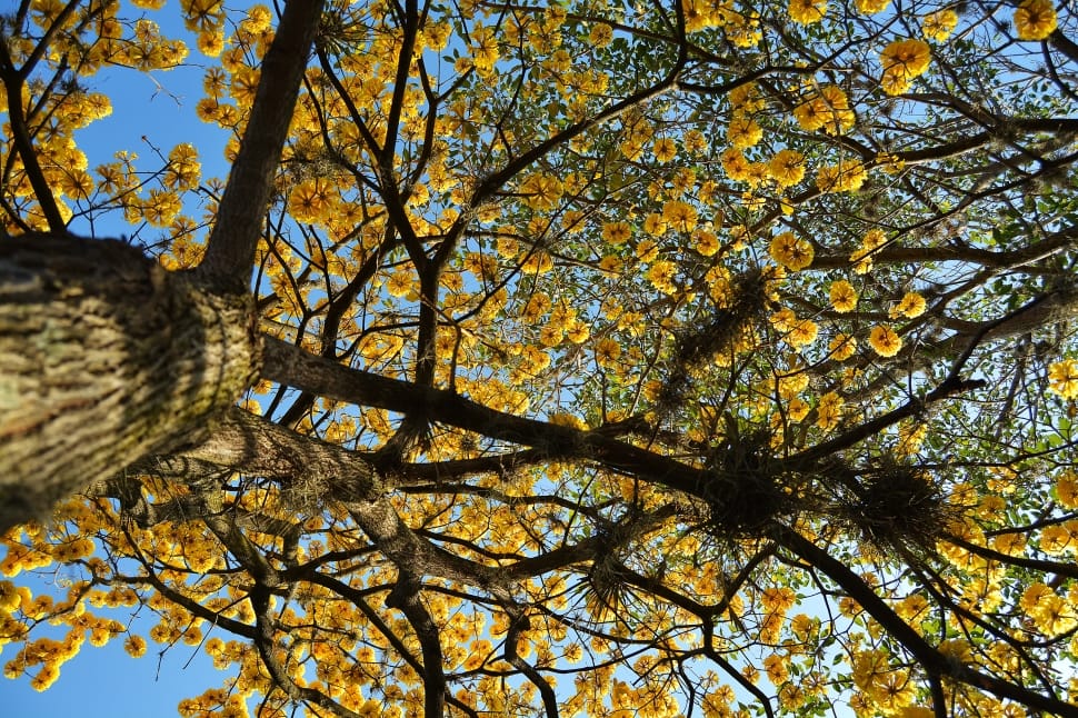 photo form bellow tree with yellow flower preview
