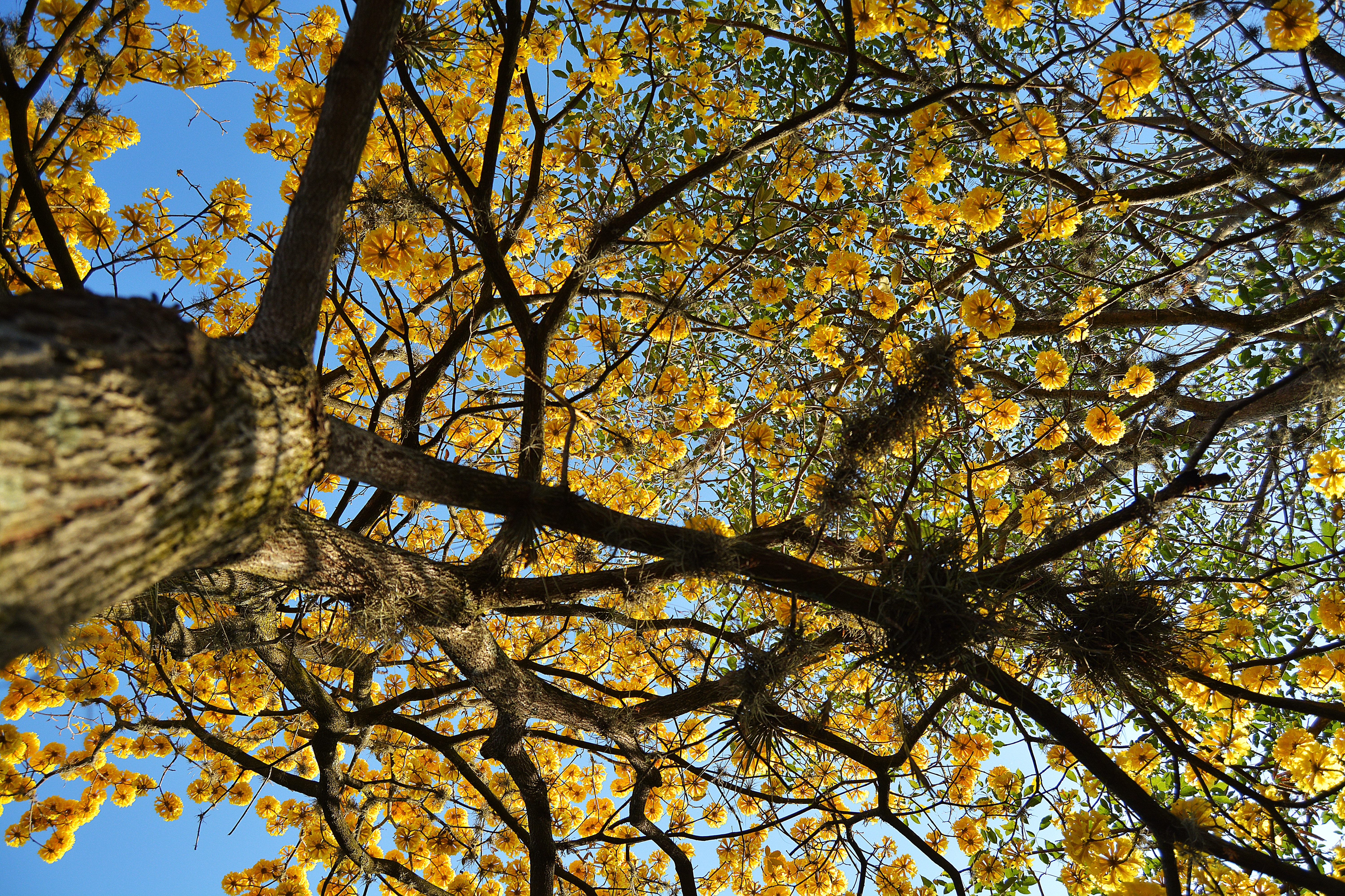 photo form bellow tree with yellow flower