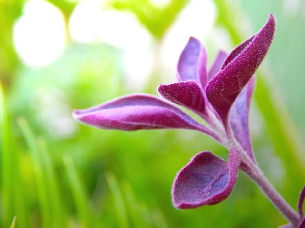 purple plant preview