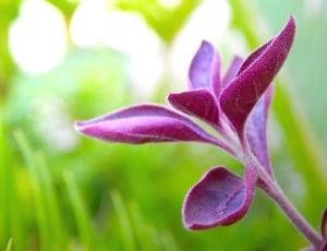 purple plant thumbnail