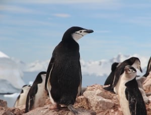 group of black and white penguins thumbnail