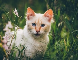white and orange cat thumbnail