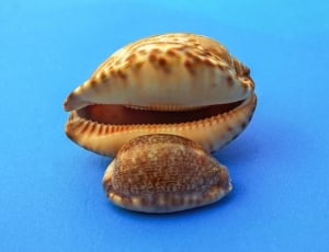 cream and brown seashells thumbnail