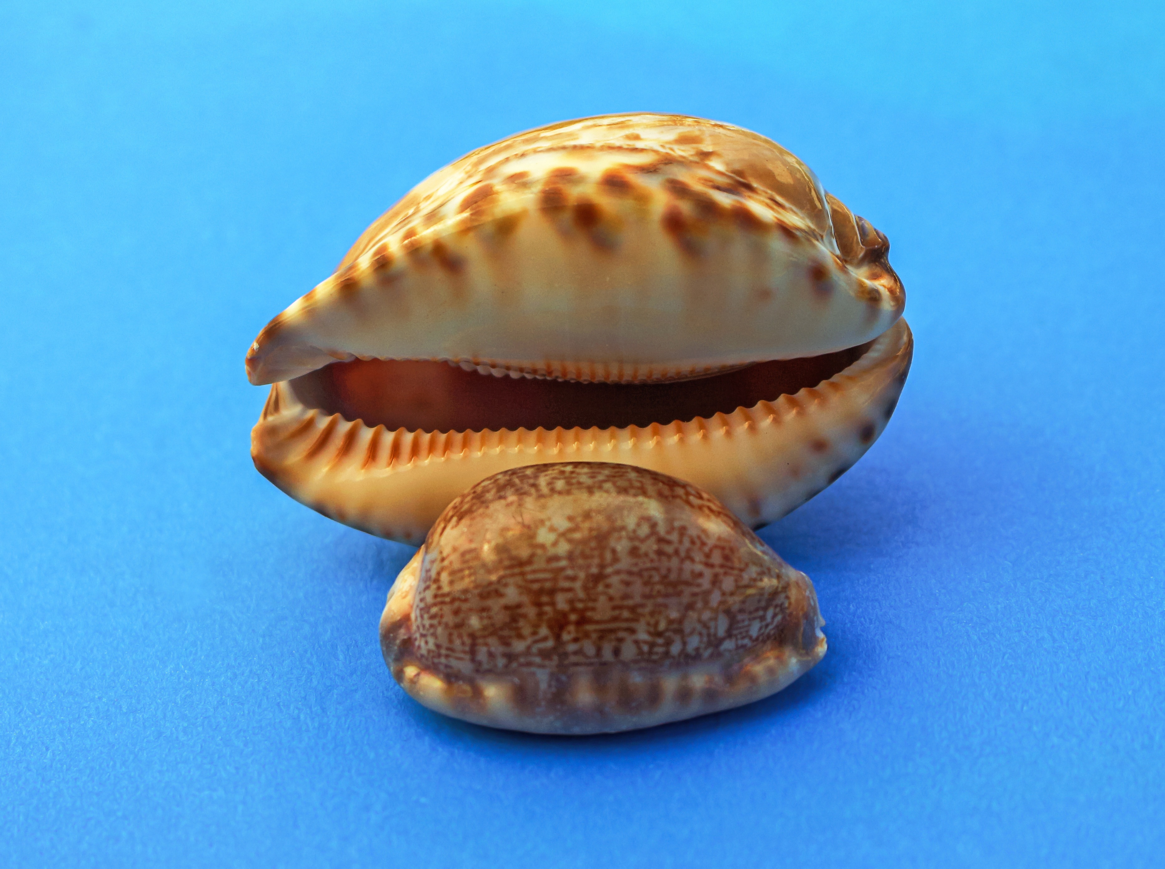 cream and brown seashells
