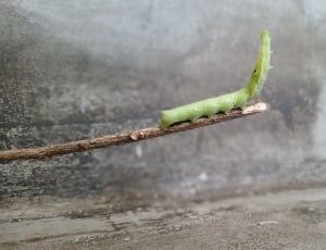 luna moth caterpillar thumbnail