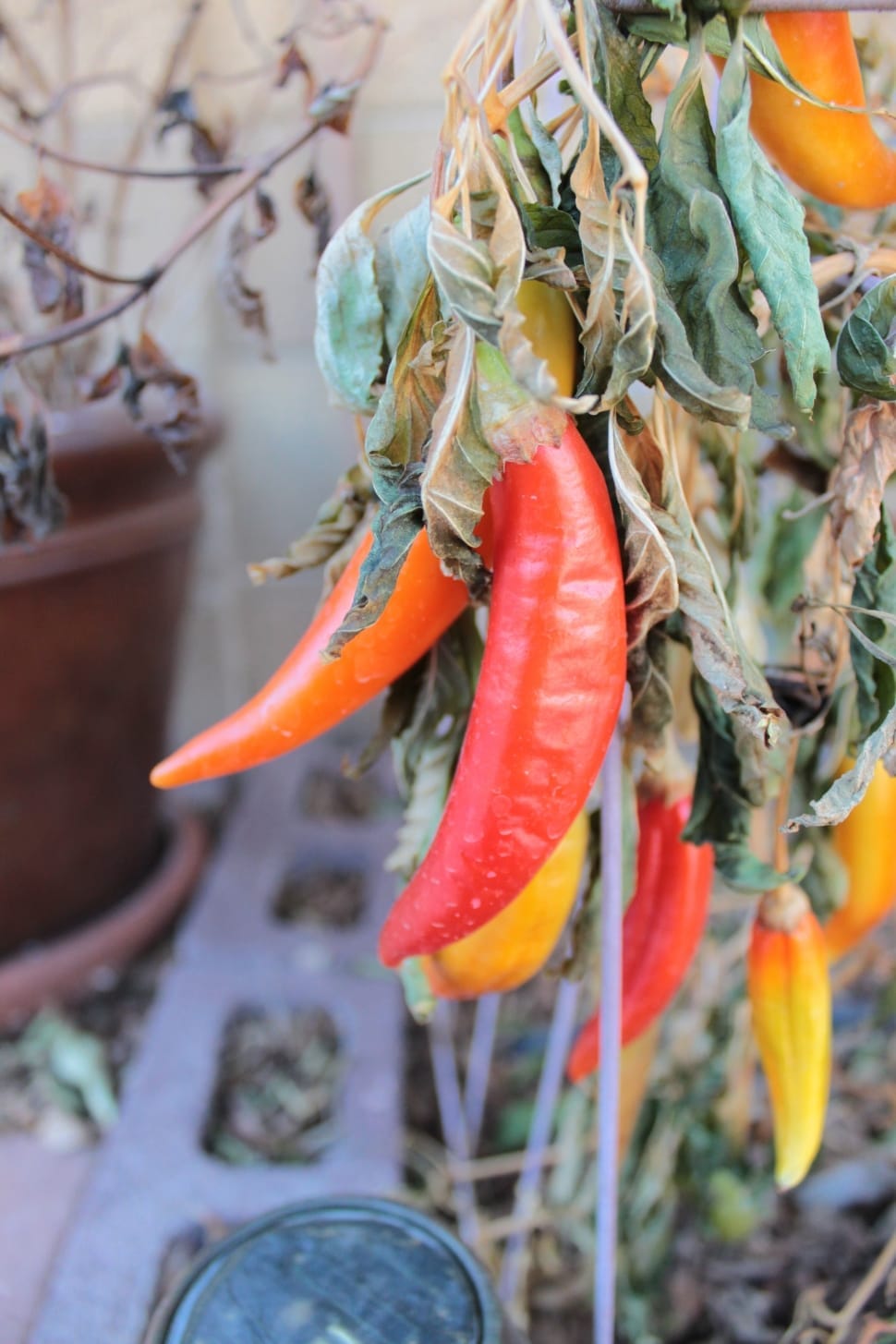 red and orange chillies preview