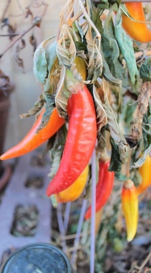 red and orange chillies thumbnail