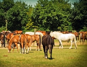 brown and white horses thumbnail