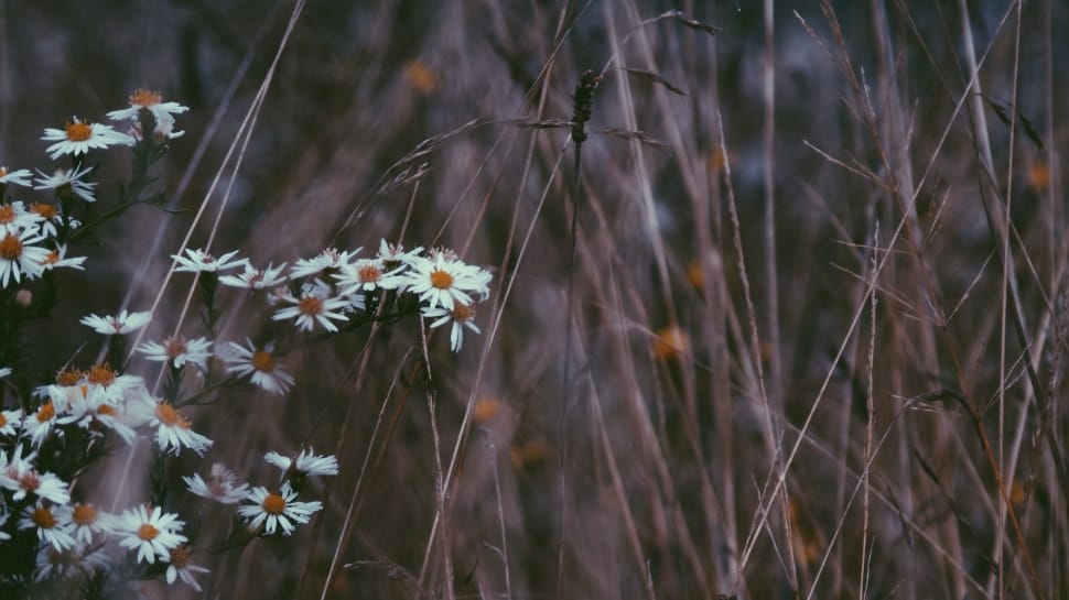 photo of white daisy near brown sticks preview