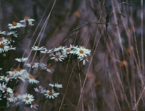 photo of white daisy near brown sticks thumbnail