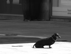 gray scale photo of man near dachshund thumbnail
