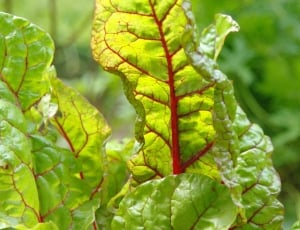Plant, Healthy, Food, Chard, Vegetables, green color, leaf thumbnail
