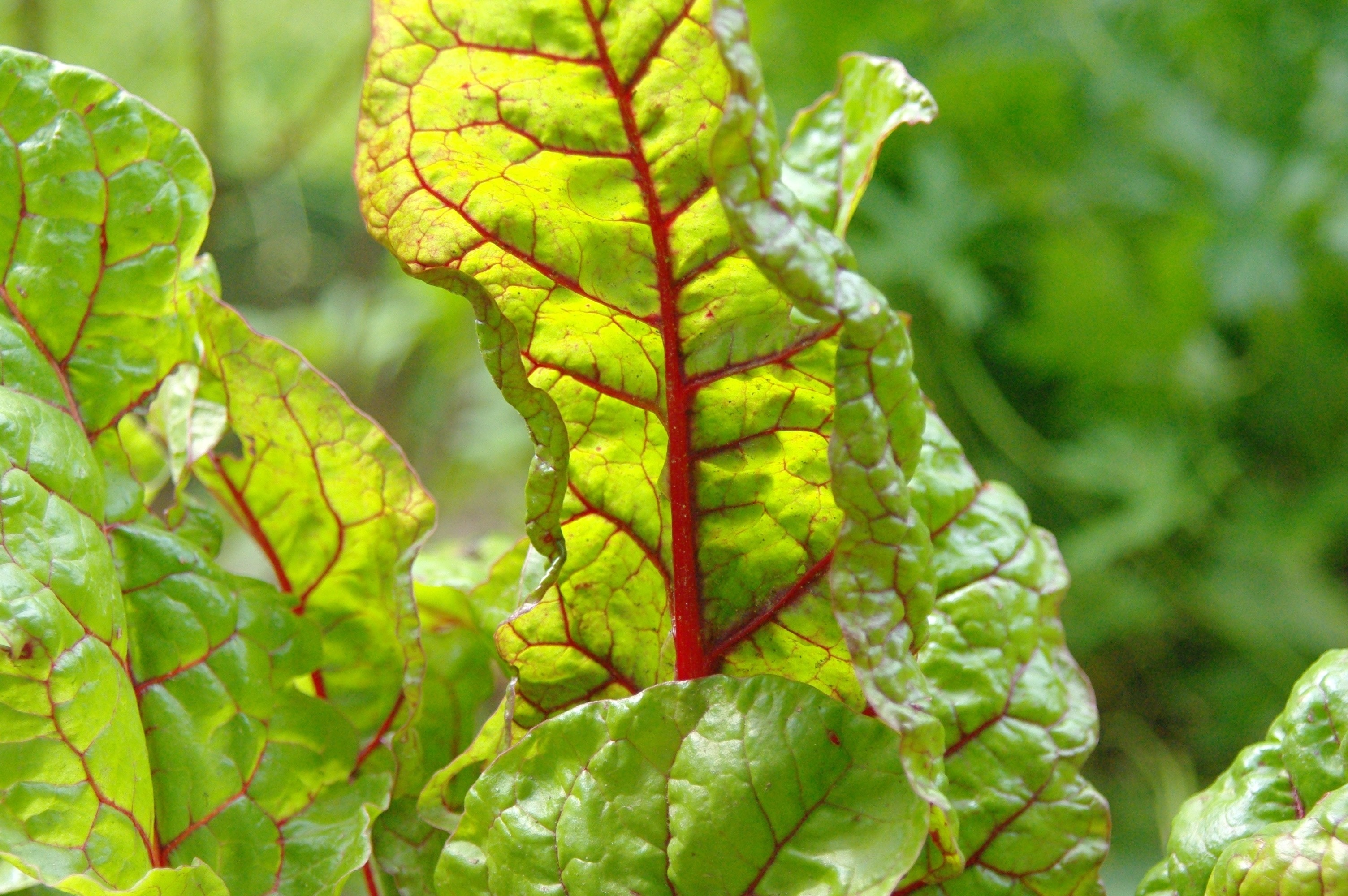 Plant, Healthy, Food, Chard, Vegetables, green color, leaf