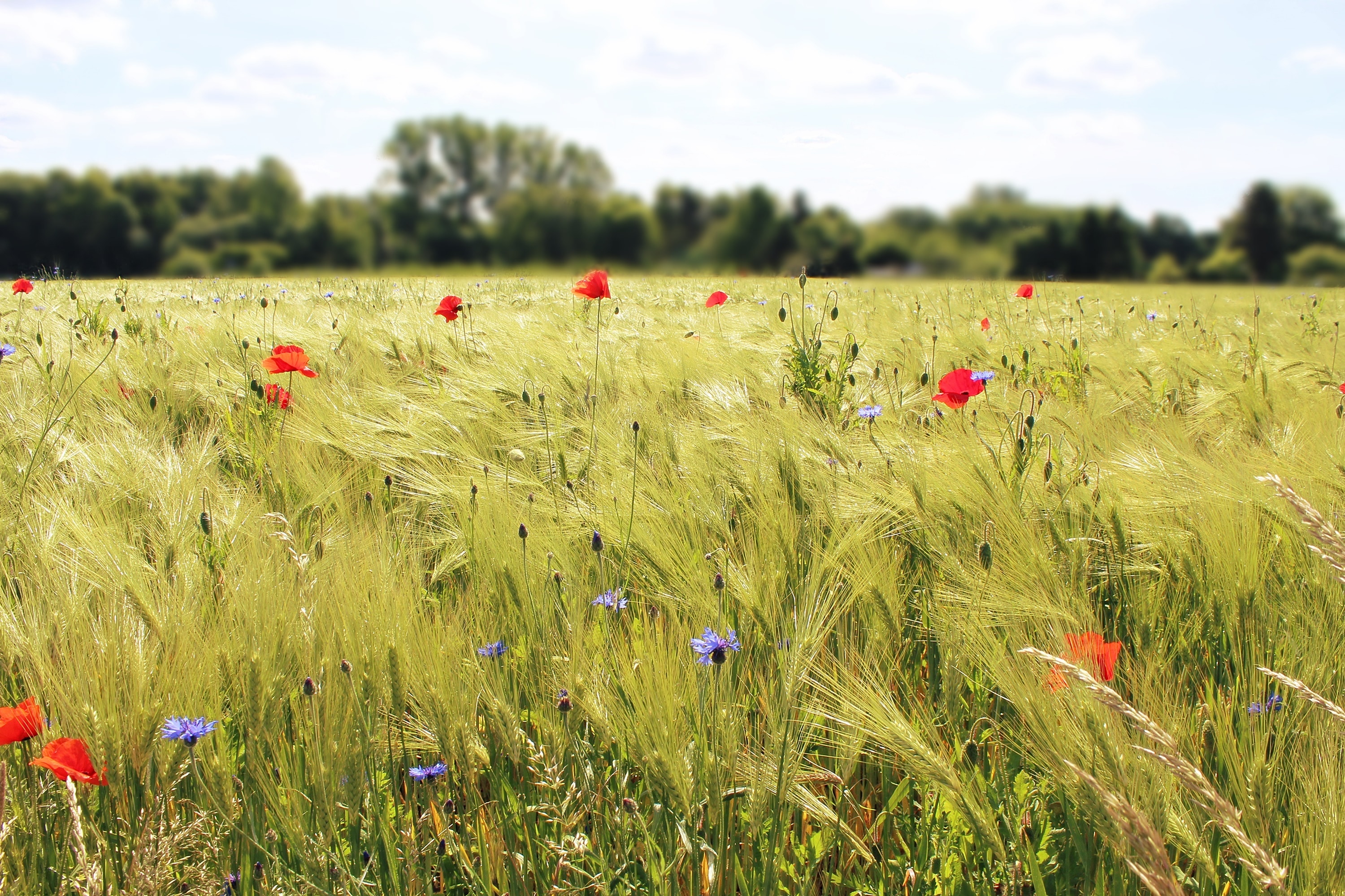 1920x1080 wallpaper | red poppy field during daytime | Peakpx