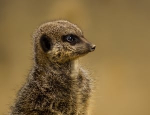 fawn meerkat thumbnail