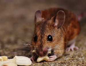 brown field mouse thumbnail