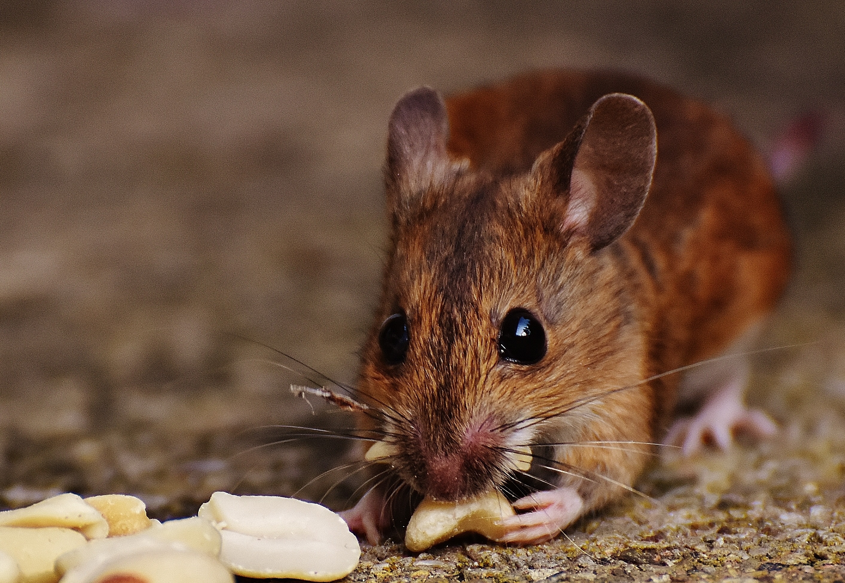 brown field mouse