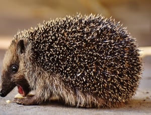brown hedgehog thumbnail
