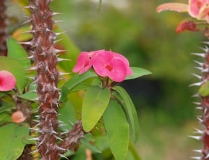 pink petaled flower with green leaf thumbnail