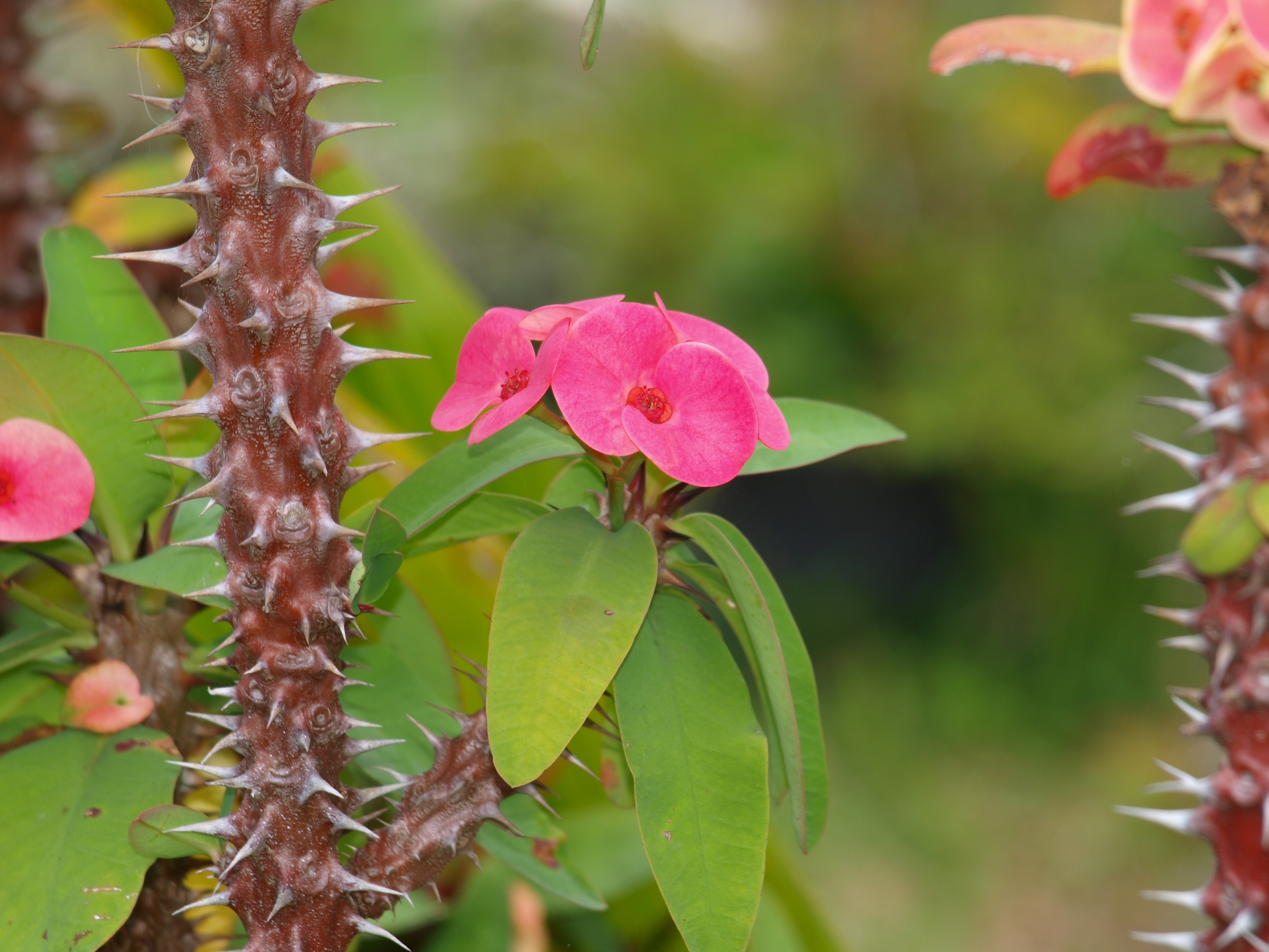 pink petaled flower with green leaf