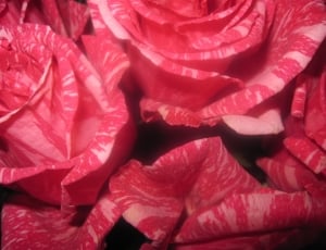 cluster of red roses thumbnail