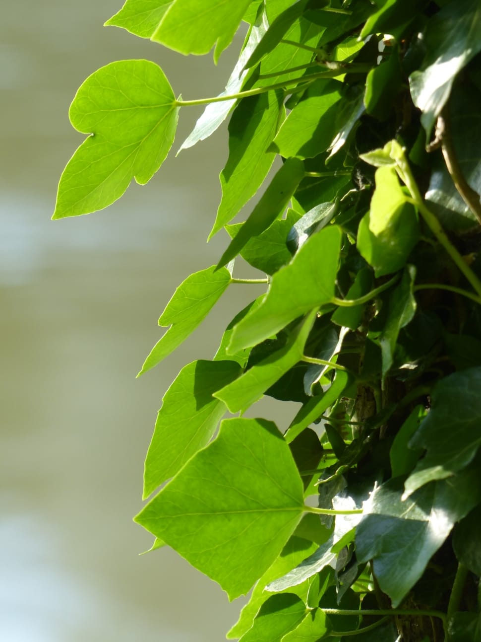 Common Ivy, Leaves, Ivy, Ivy Leaf, leaf, growth preview