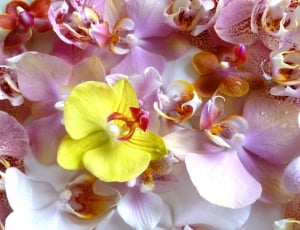 yellow pink and white flowers thumbnail