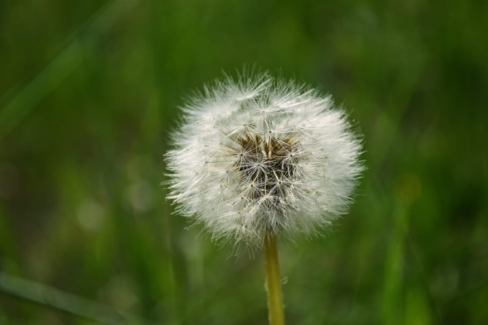 macro shot of dandelion preview