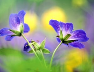 photogprahy of purple and white petaled flower thumbnail
