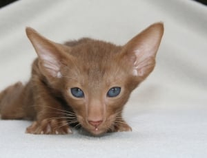 brown short fur kitten thumbnail