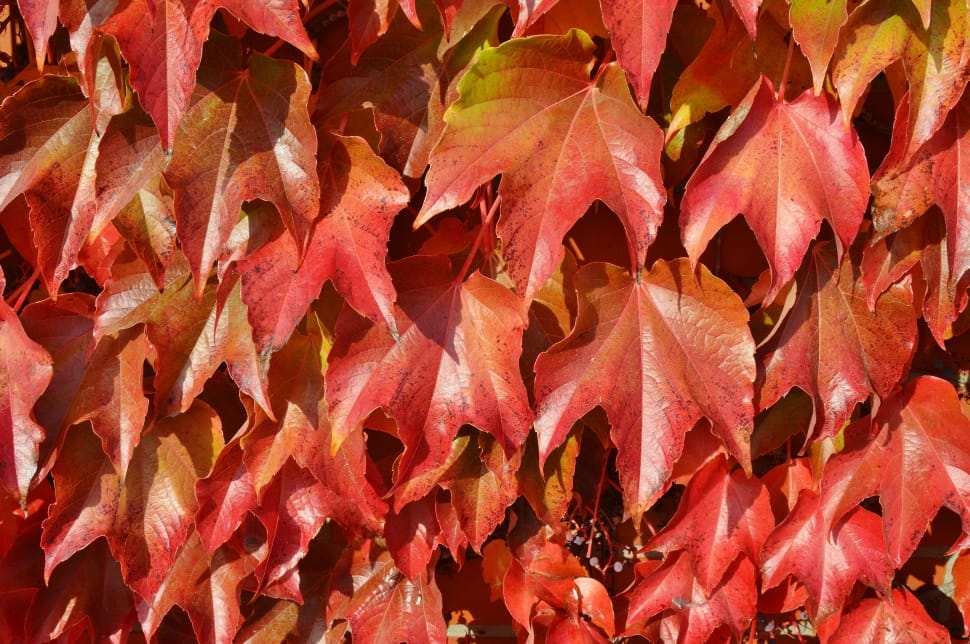 red and orange leaves preview