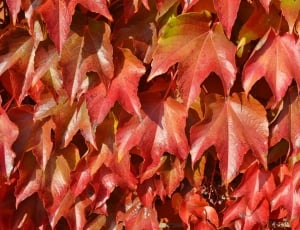 red and orange leaves thumbnail