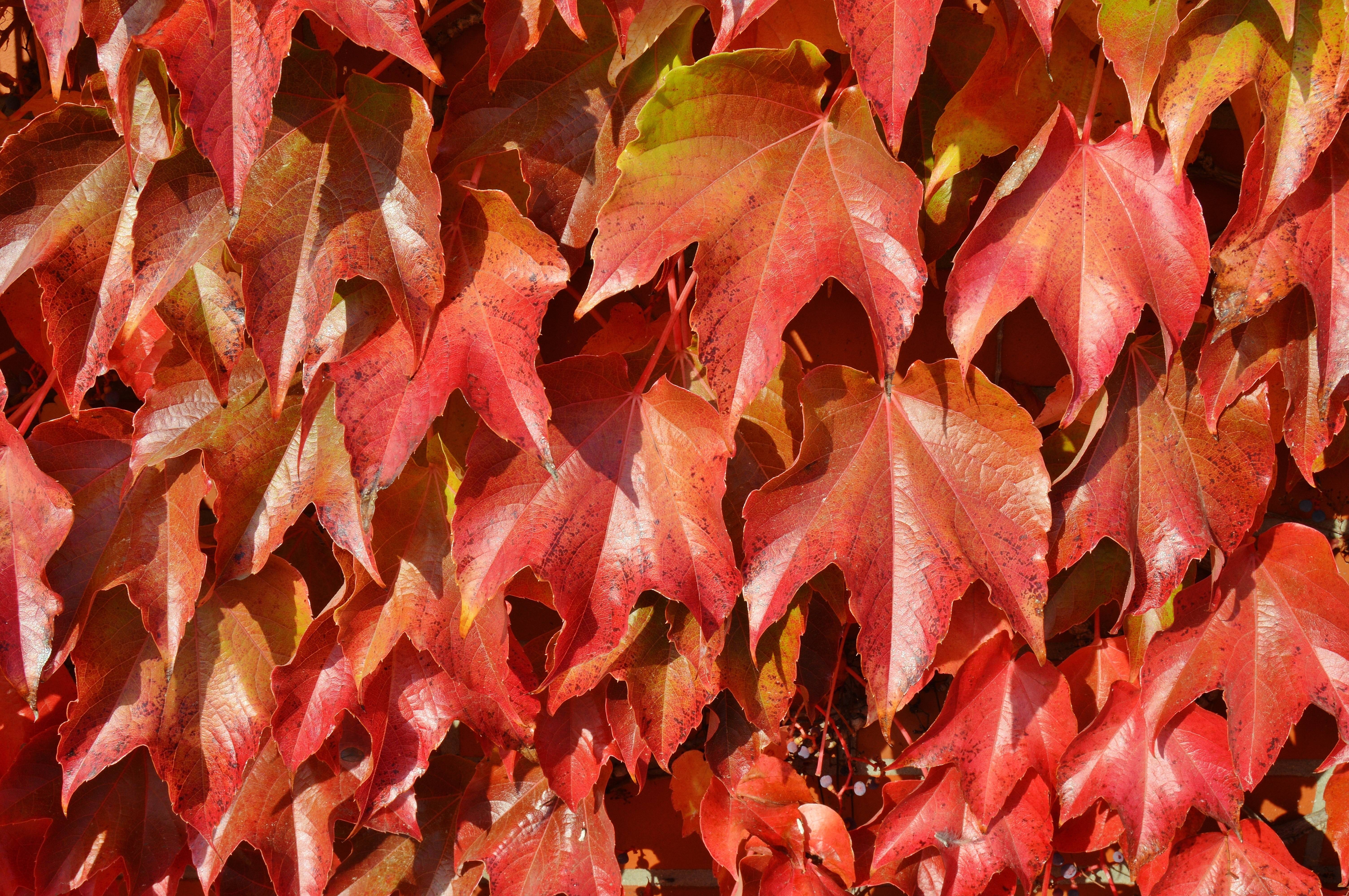red and orange leaves