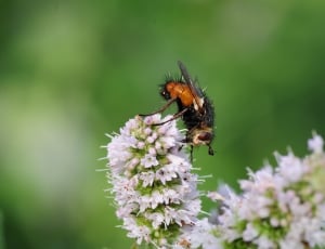 Garden, Insect, Fly, Hoverfly, Nature, insect, one animal thumbnail