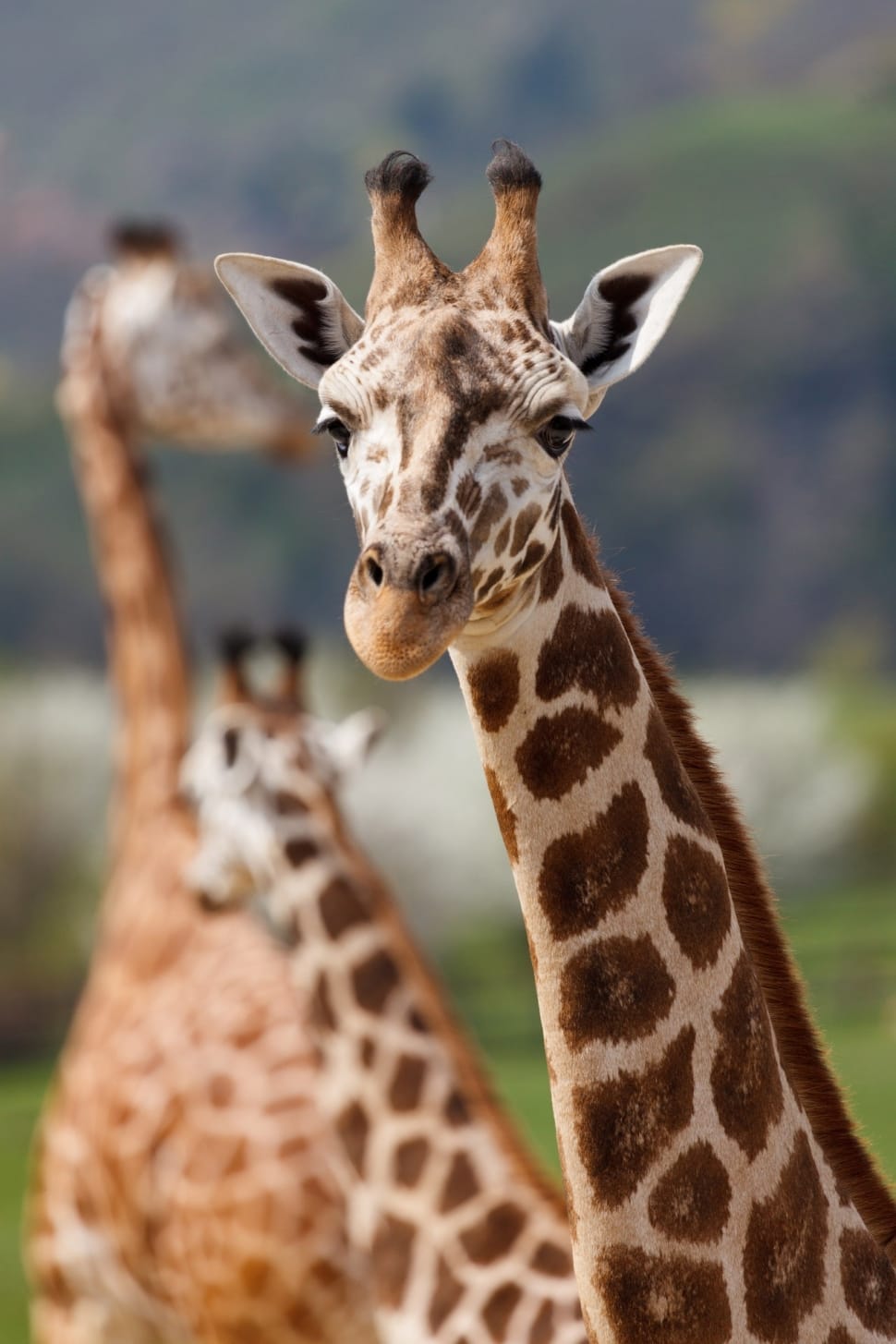 African, Africa, Big, Animal, Brown, giraffe, animal wildlife preview