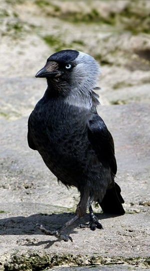 black and grey bird on brown stone during daytime thumbnail