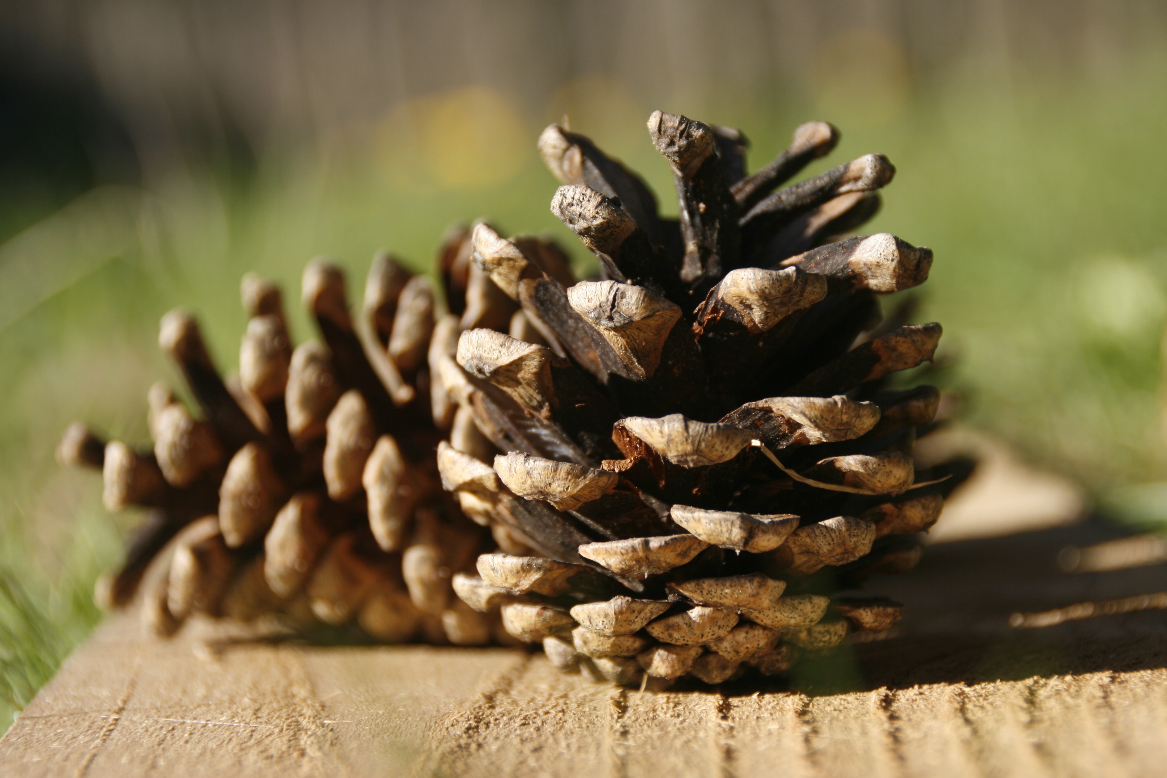 two brown conifer cones shallow depth photography