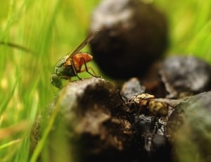 Insect, Fly, Shit, Afførring, Denmark, ,  thumbnail