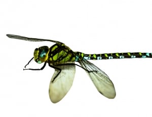 green, black, and blue dragonfly thumbnail