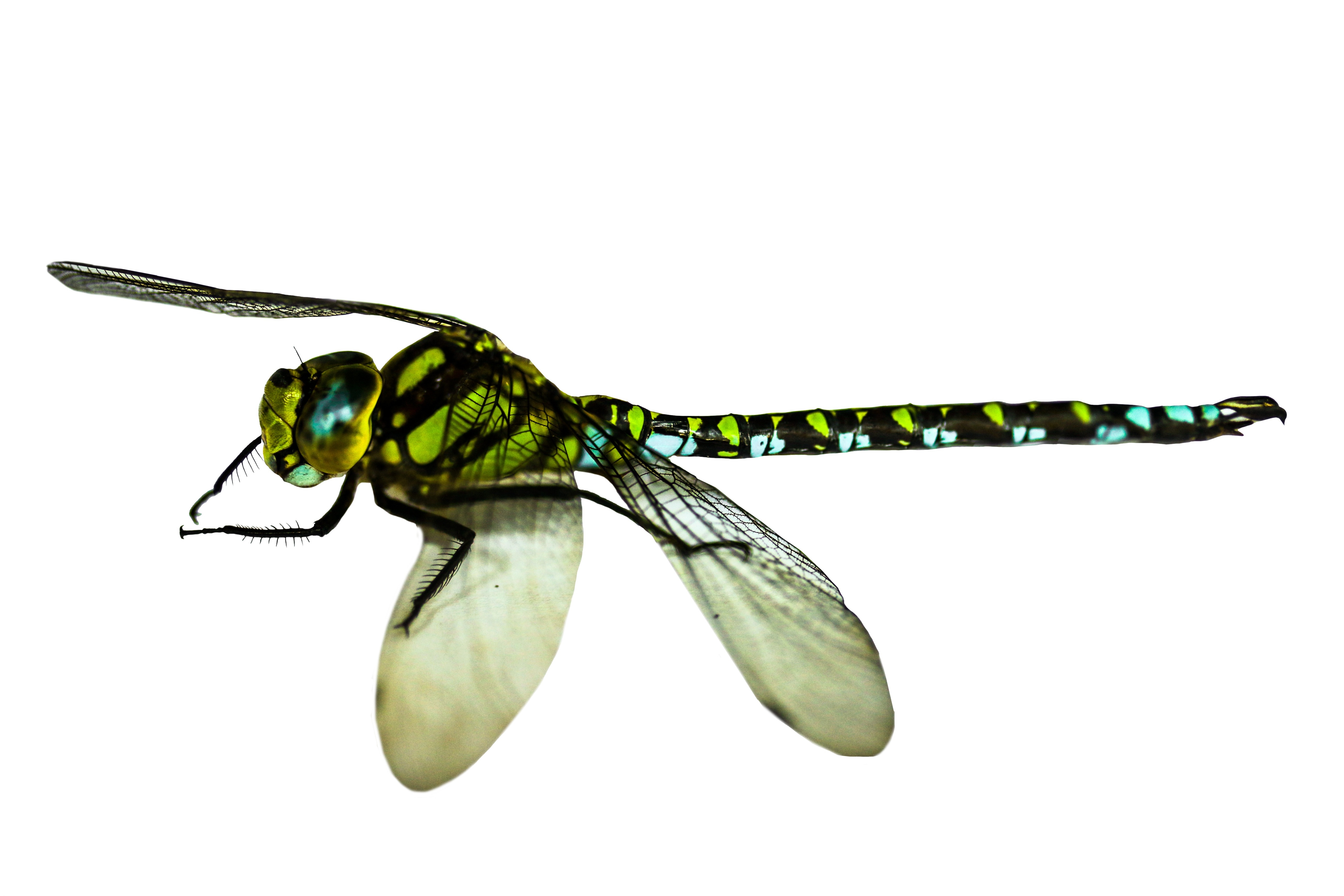 green, black, and blue dragonfly