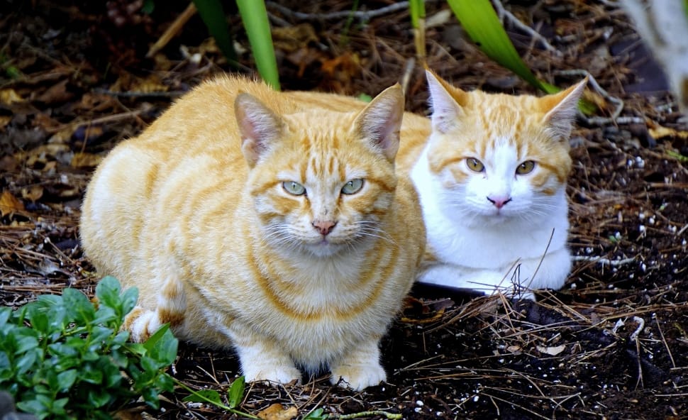 2 white and brown cats preview