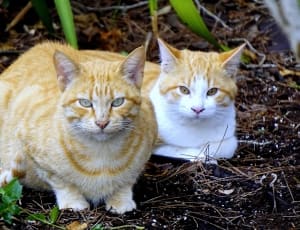 2 white and brown cats thumbnail