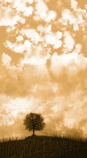 green leaf tree and white clouds thumbnail