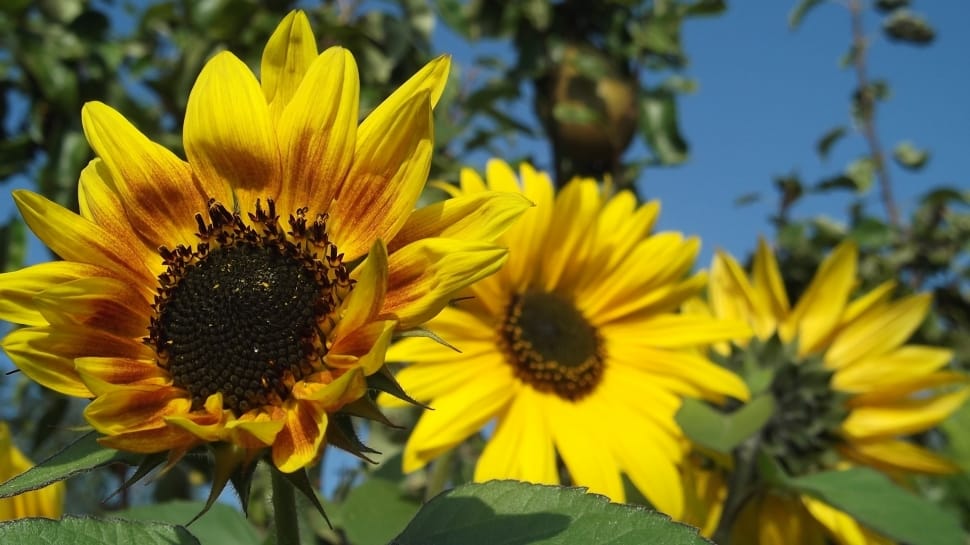3 yellow sunflowers preview