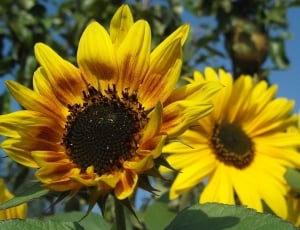 3 yellow sunflowers thumbnail
